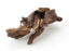Agarwood	