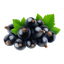 Blackcurrant