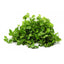 Coriander