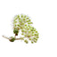 Galbanum