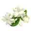 Jasmine