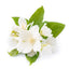 Jasmine