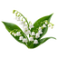 Lily Of The Valley