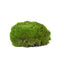 Moss
