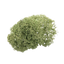 Oakmoss