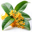 Osmanthus