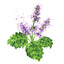 Patchouli