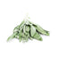 Sage