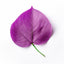 Violet Leaf