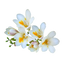 White Flowers