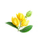 Ylang