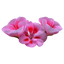 Geranium