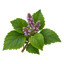 Patchouli