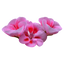 Geranium