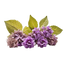 Patchouli
